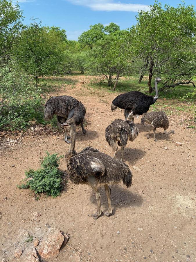 Birdsong Kruger Villa Marloth Park Exterior foto