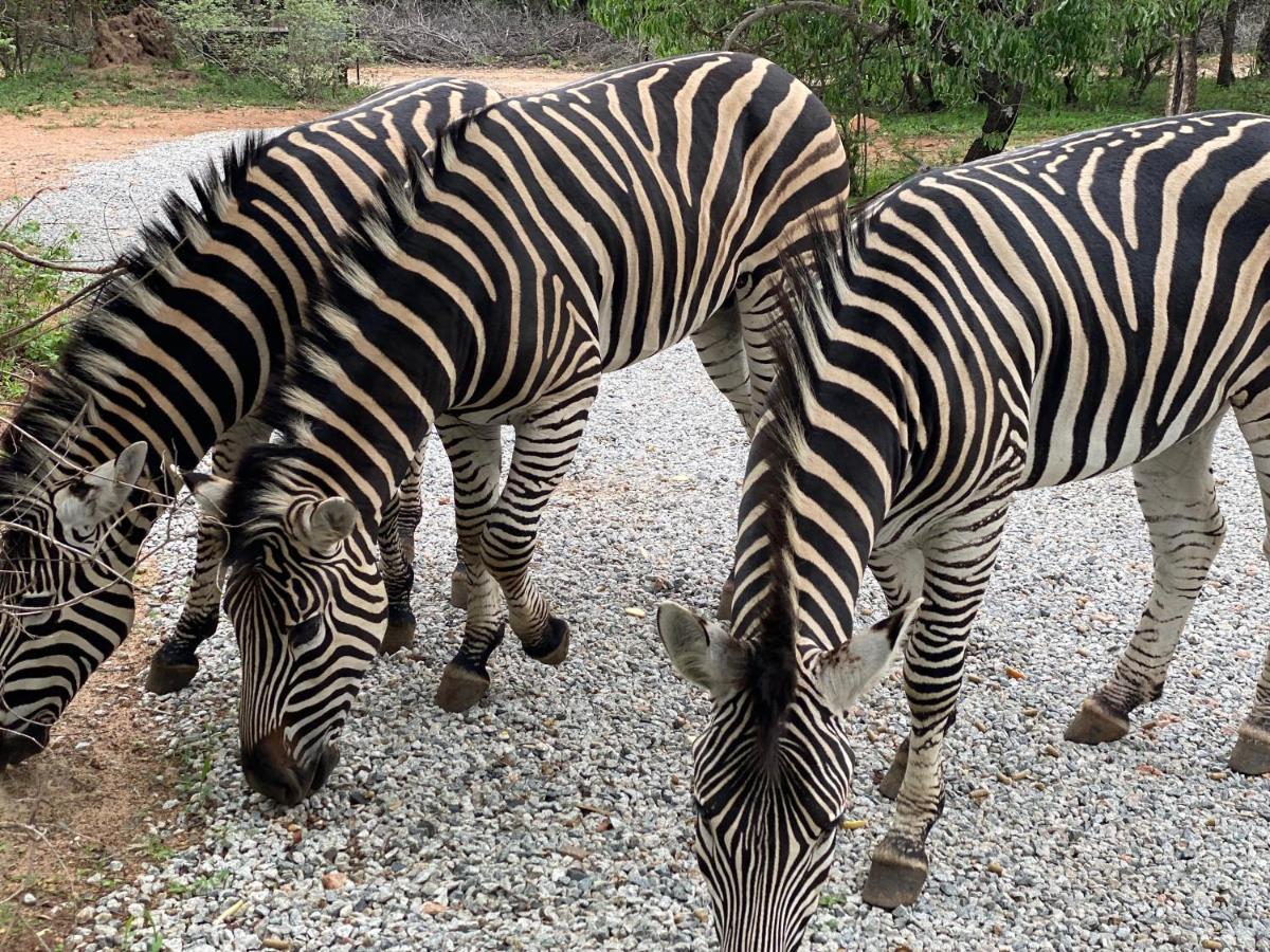 Birdsong Kruger Villa Marloth Park Exterior foto