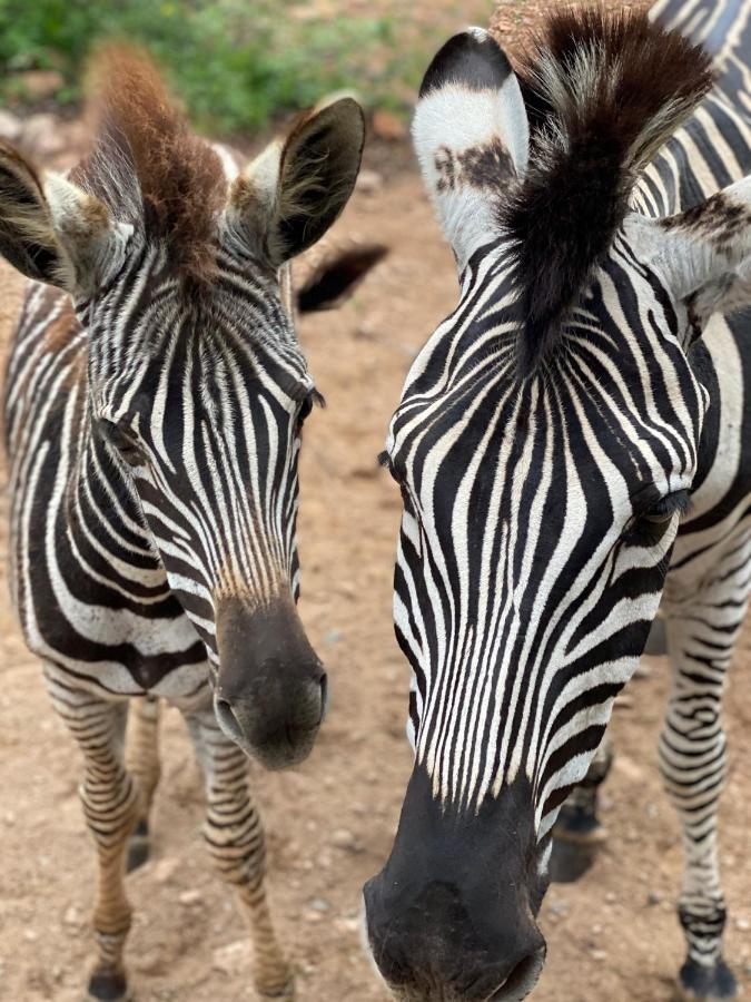 Birdsong Kruger Villa Marloth Park Exterior foto