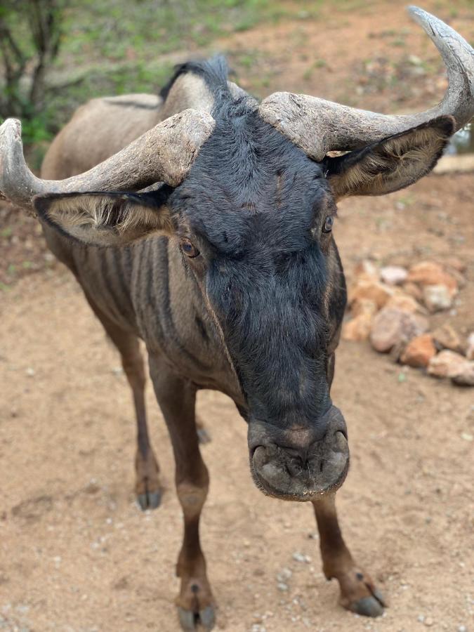 Birdsong Kruger Villa Marloth Park Exterior foto